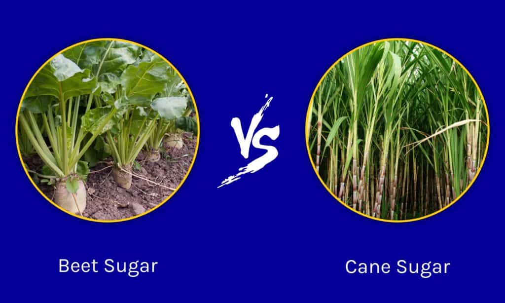 Zucchero di barbabietola vs zucchero di canna