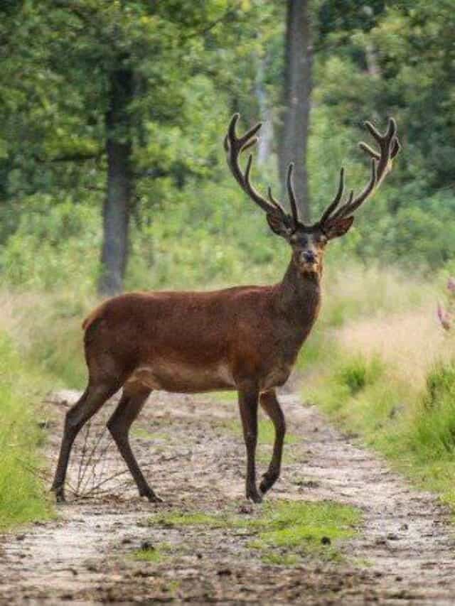 buck nel percorso