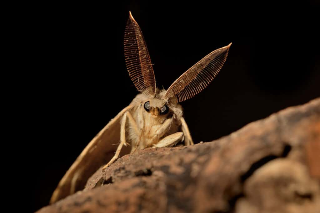 falena spugnosa su una foglia