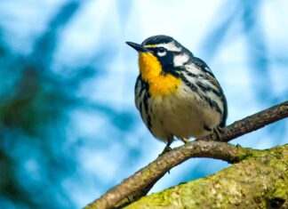 yellow-throated warbler