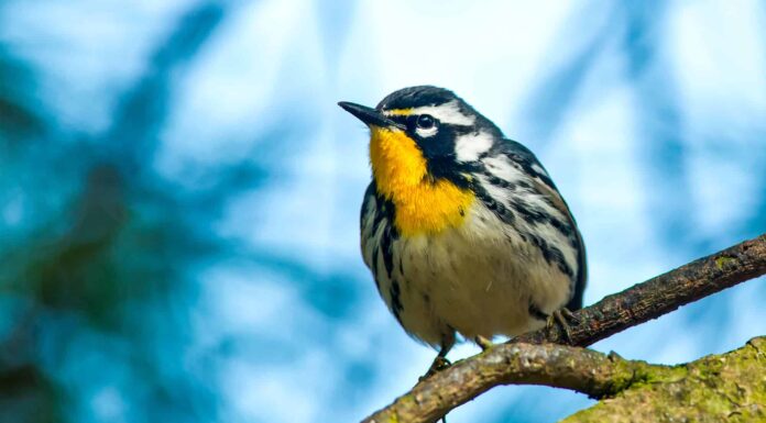 yellow-throated warbler