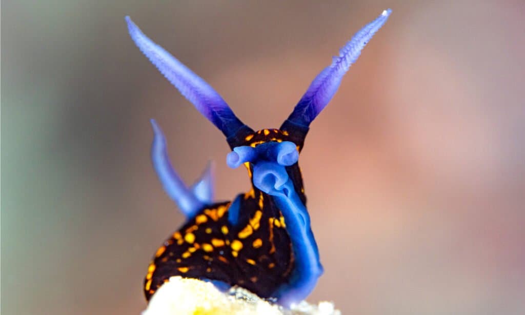 Nudibranco blu guardando la telecamera