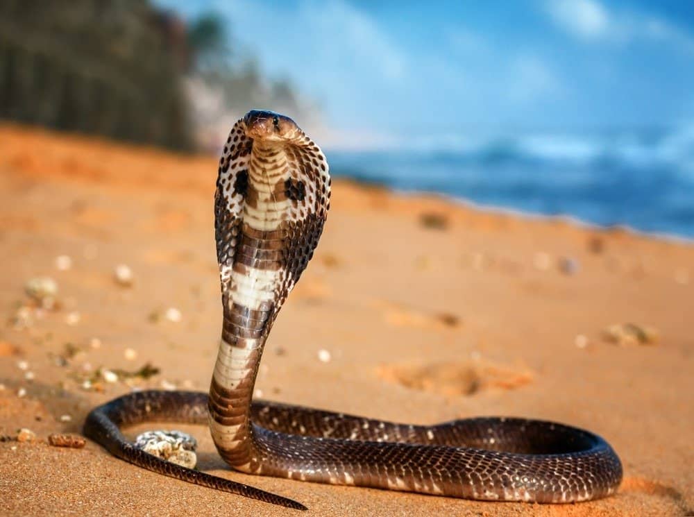 Cobra reale vivo sulla sabbia della spiaggia