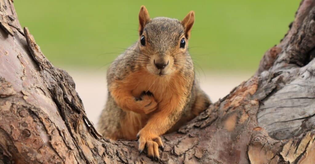 Una specie di roditore, uno scoiattolo volpe (Sciurus niger) seduto su un ramo a Denver, in Colorado.