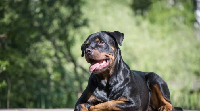 I rottweiler sono ipoallergenici?
