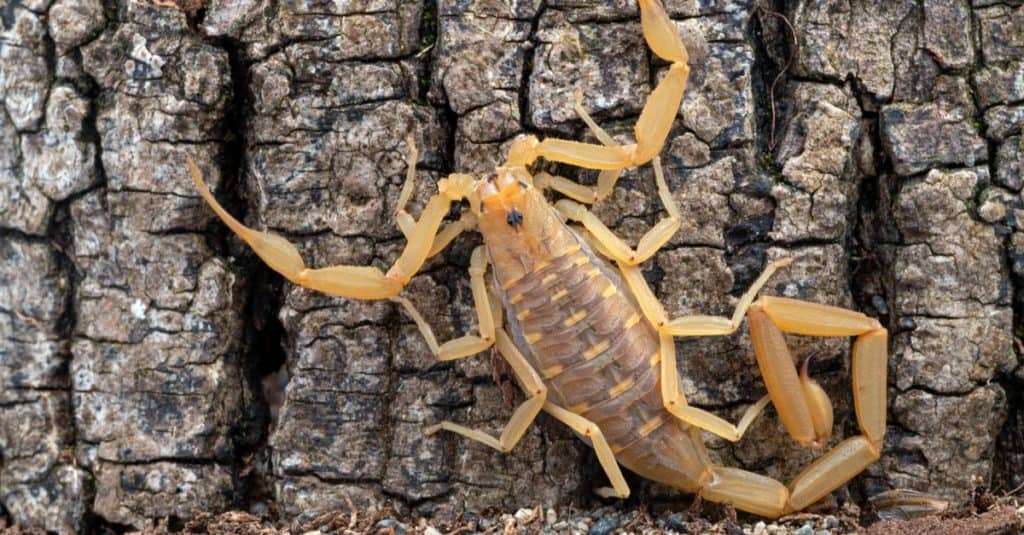 Scorpione maschio della corteccia dell'Arizona, seduto contro un albero.