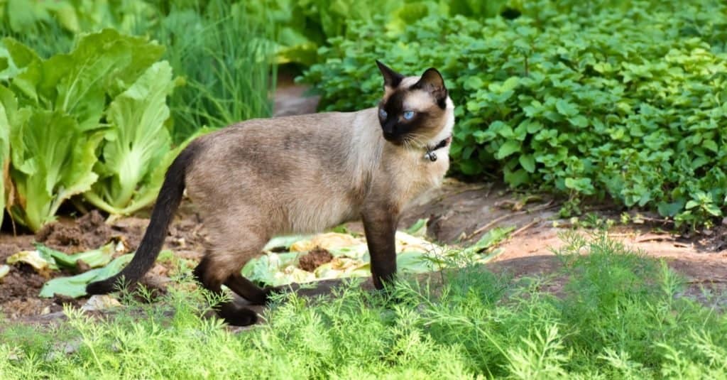 Ritratto di gatto siamese dagli occhi azzurri che caccia in un giardino verde.