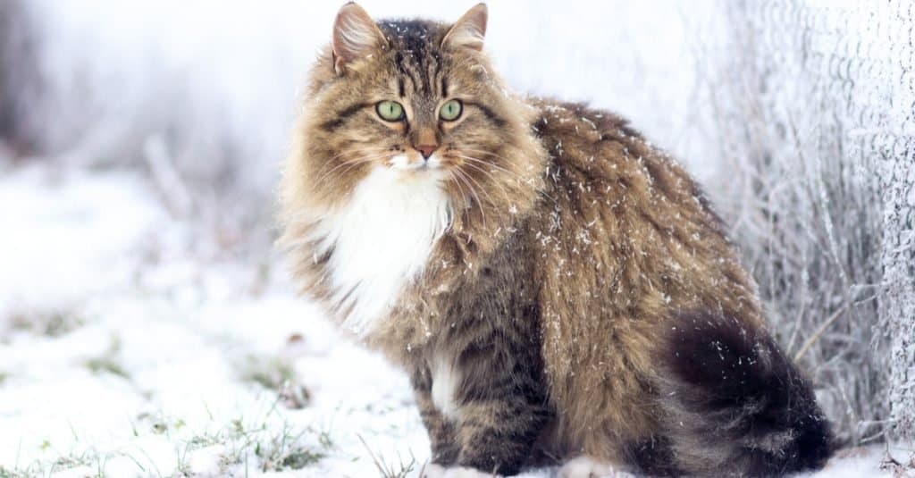 Bellissimo gatto siberiano seduto sulla neve.