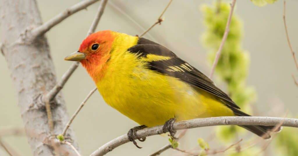 Uccelli dal petto giallo: Tanager occidentale