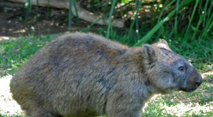 Capibara vs Wombat: 5 differenze chiave
