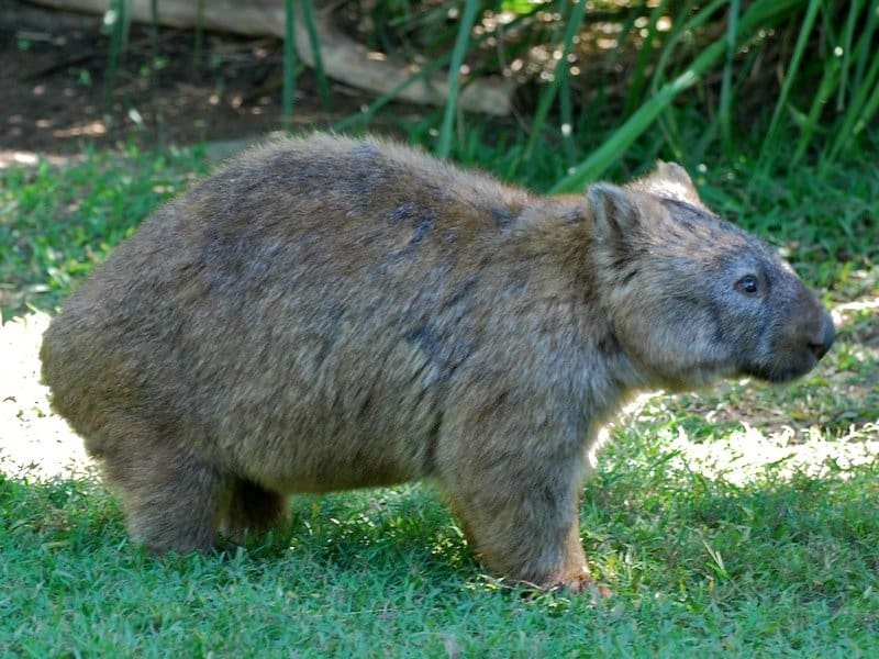 Wombat in piedi nell'erba