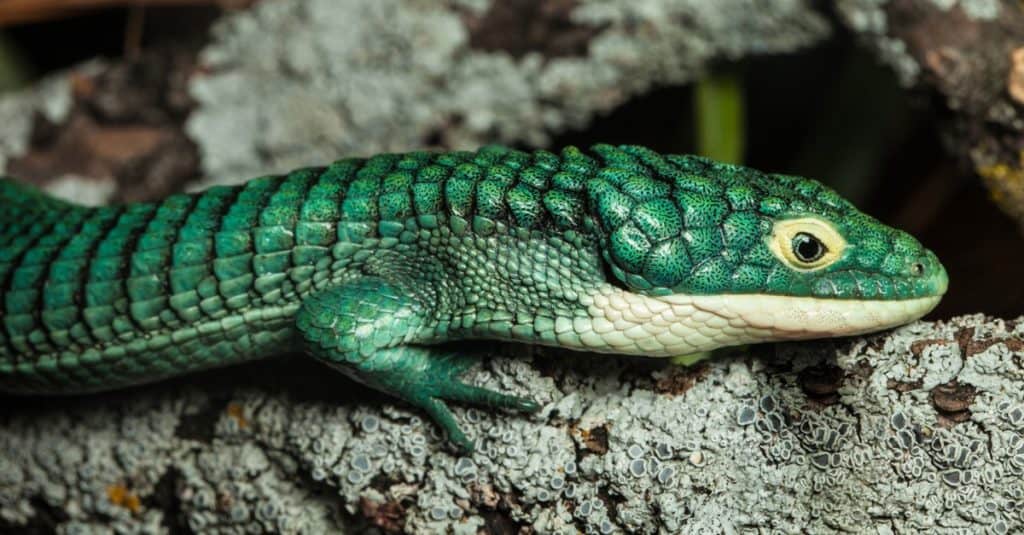 Lucertola coccodrillo messicana, Abronia graminea, su un ramo in una mostra dello zoo