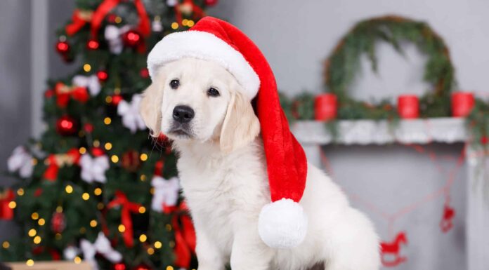 10 adorabili cuccioli a Houston da adottare per Natale
