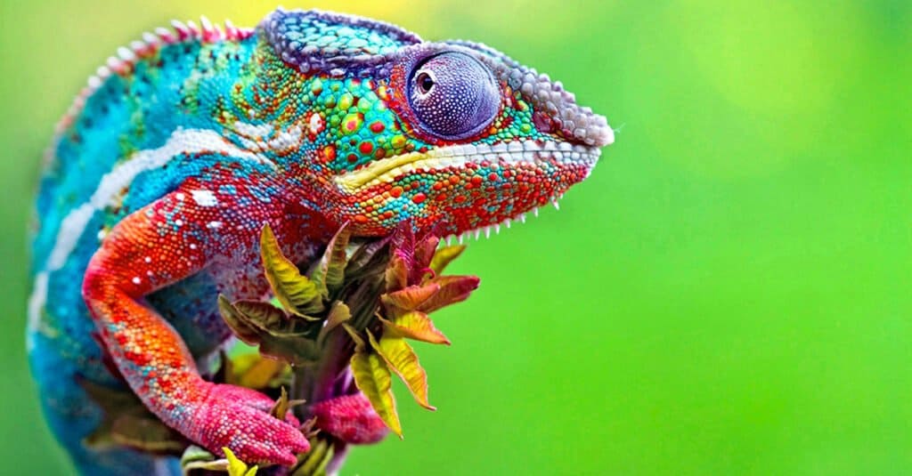 Animali che cambiano colore - Camaleonte