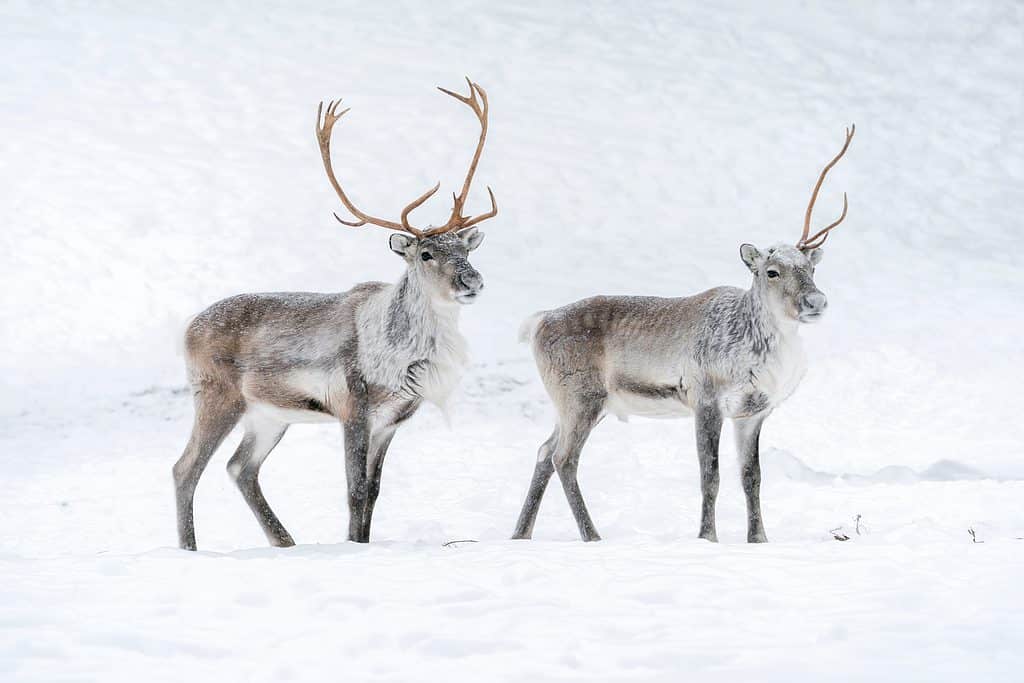 Due renne nella neve