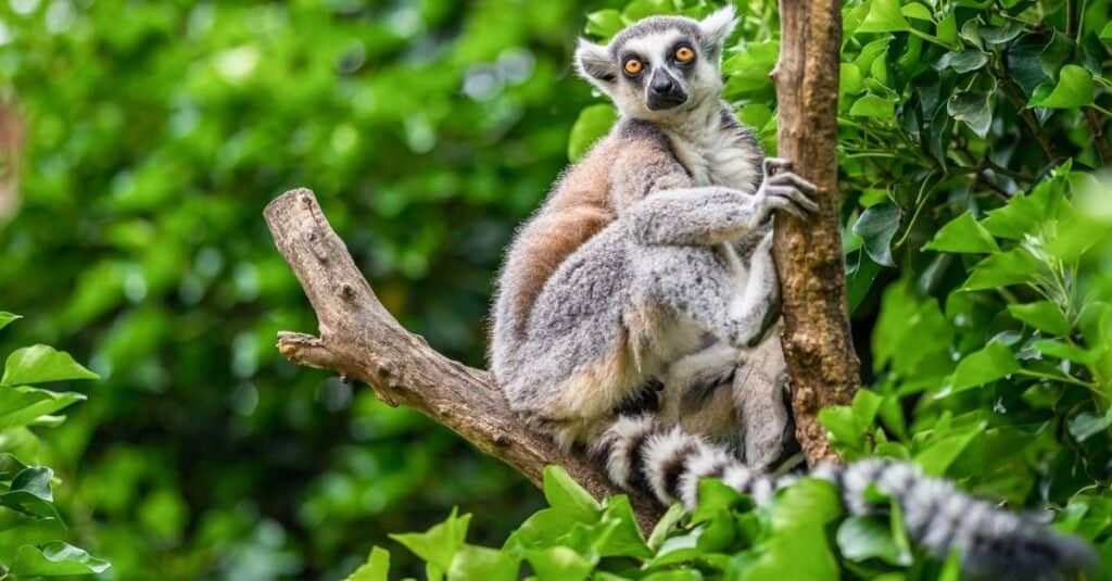 Animali con i pollici opponibili: lemure