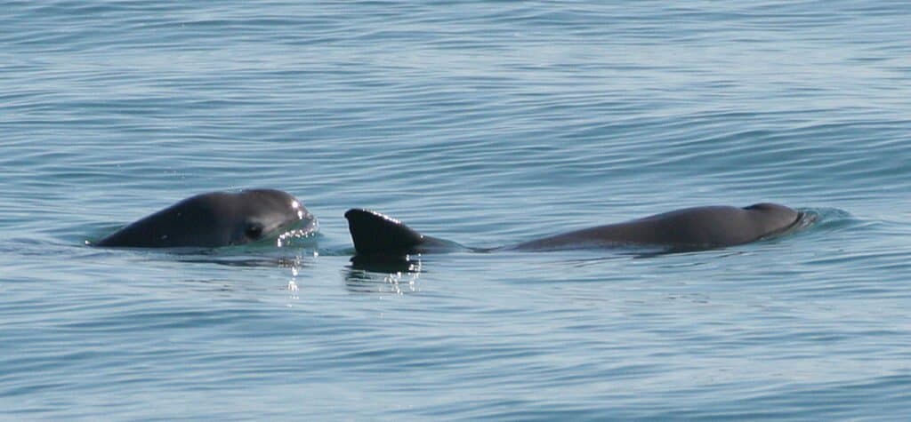 Animale più raro - Vaquita