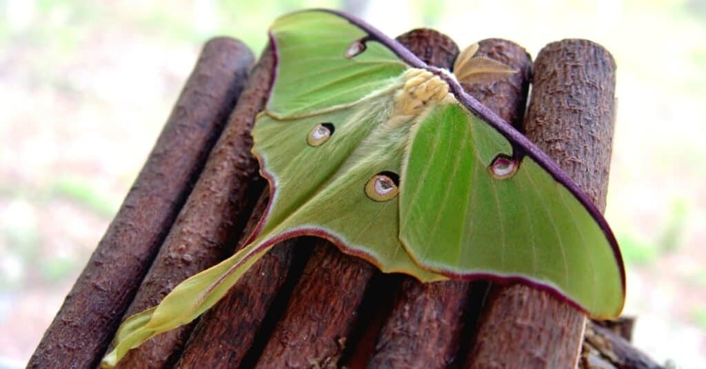 Bellissimi animali verdi - Luna Moth