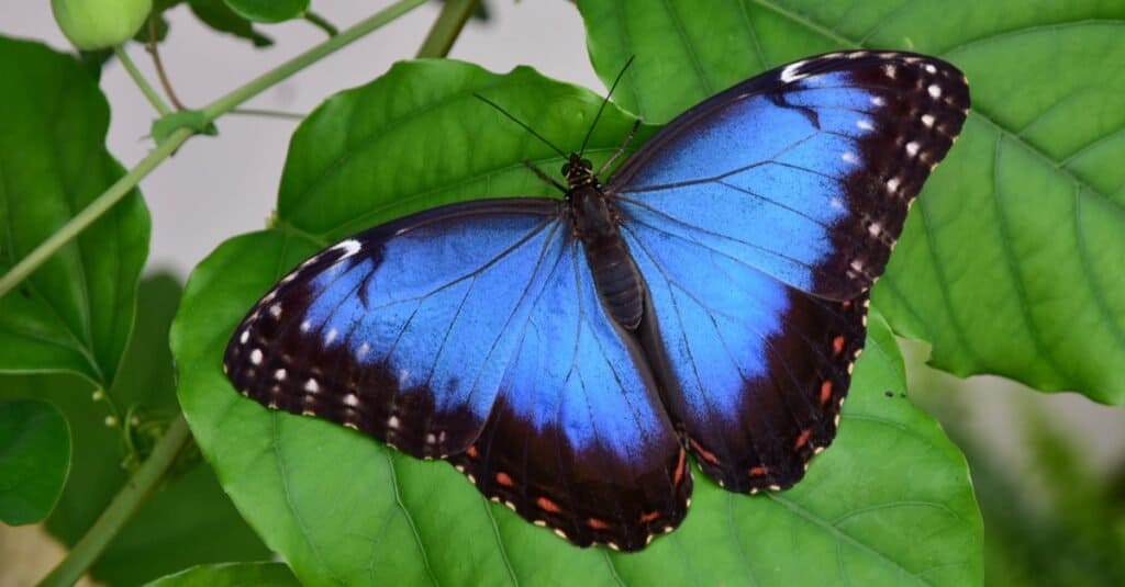 Le farfalle più rare al mondo