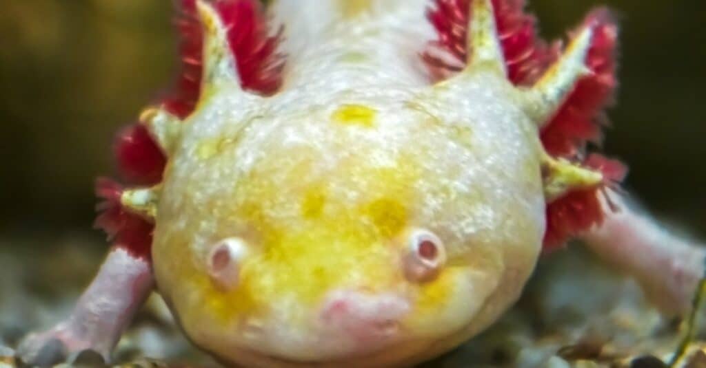 axolotl albino dorato