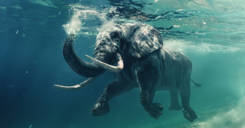 10 fatti incredibili sugli elefanti - Elefante che nuota