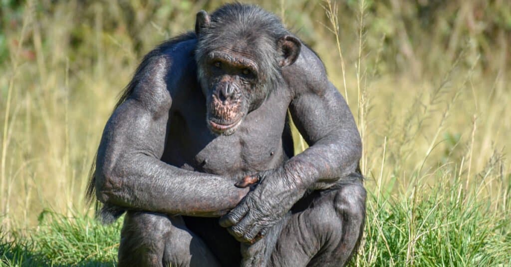 Scimpanzé più grande - Scimpanzé maschio alfa
