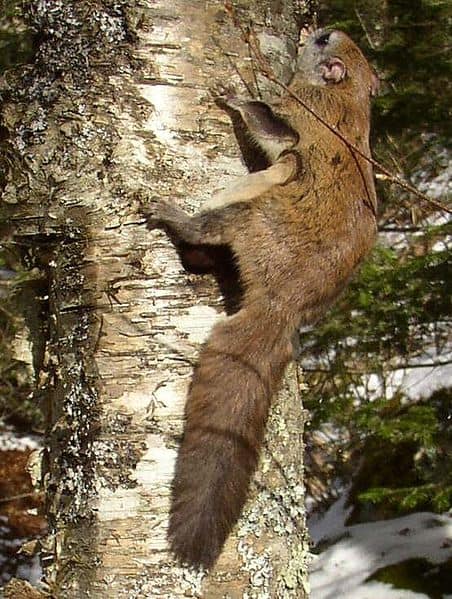 Scoiattolo volante su un albero