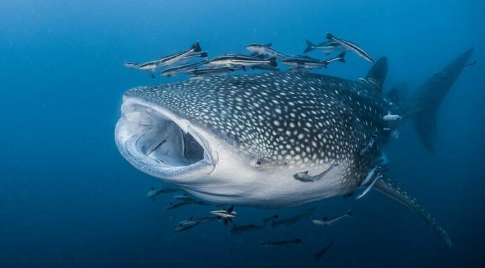 10 fatti incredibili sugli squali balena!
