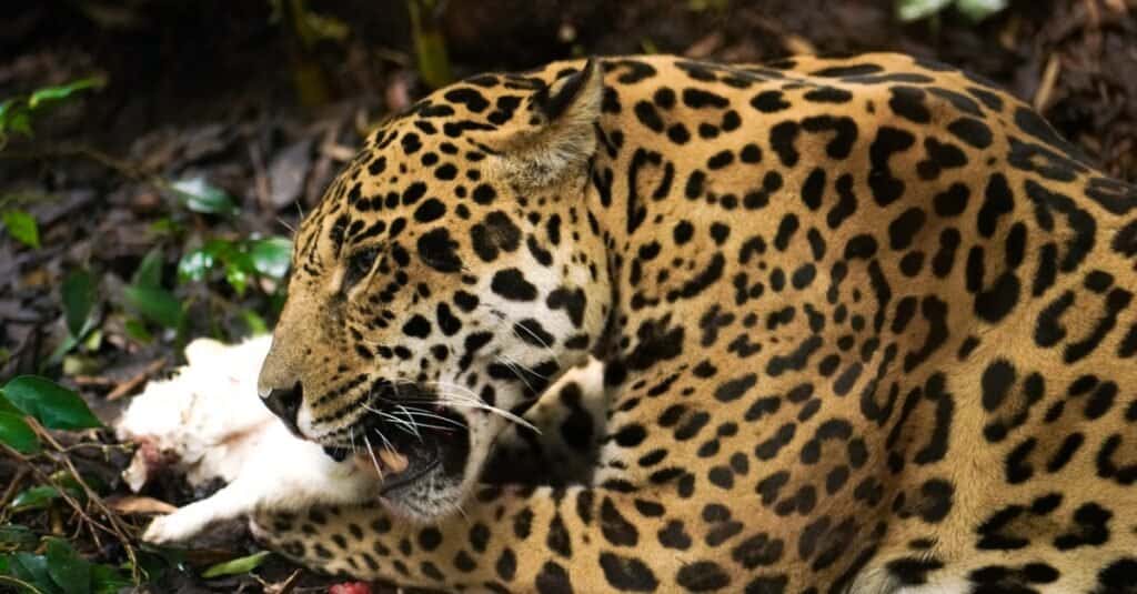 giaguaro-che-mangia-la-sua-preda