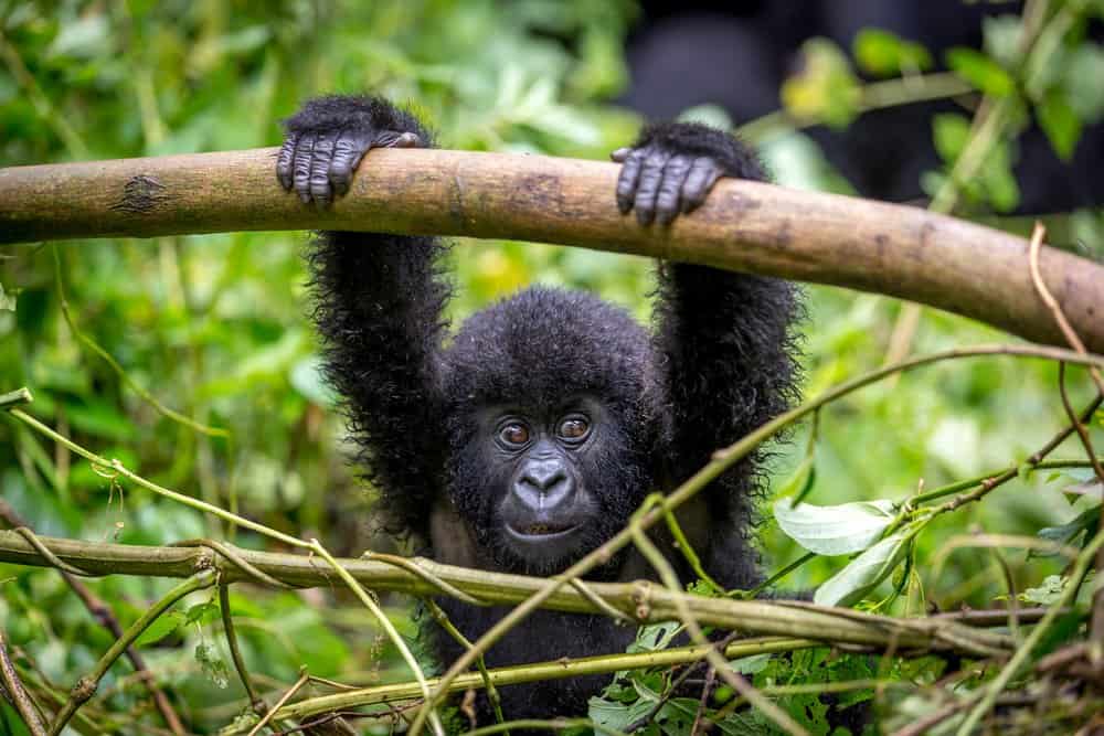 Gorilla di montagna (Gorilla beringei beringei) - baby gorilla di montagna sul ramo