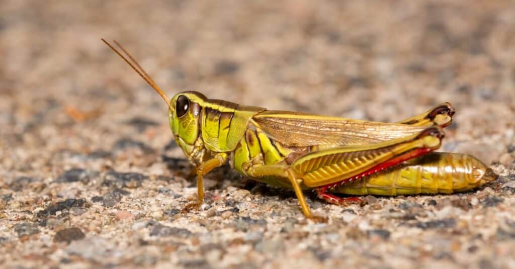 Le cavallette più grandi sono due cavallette a strisce