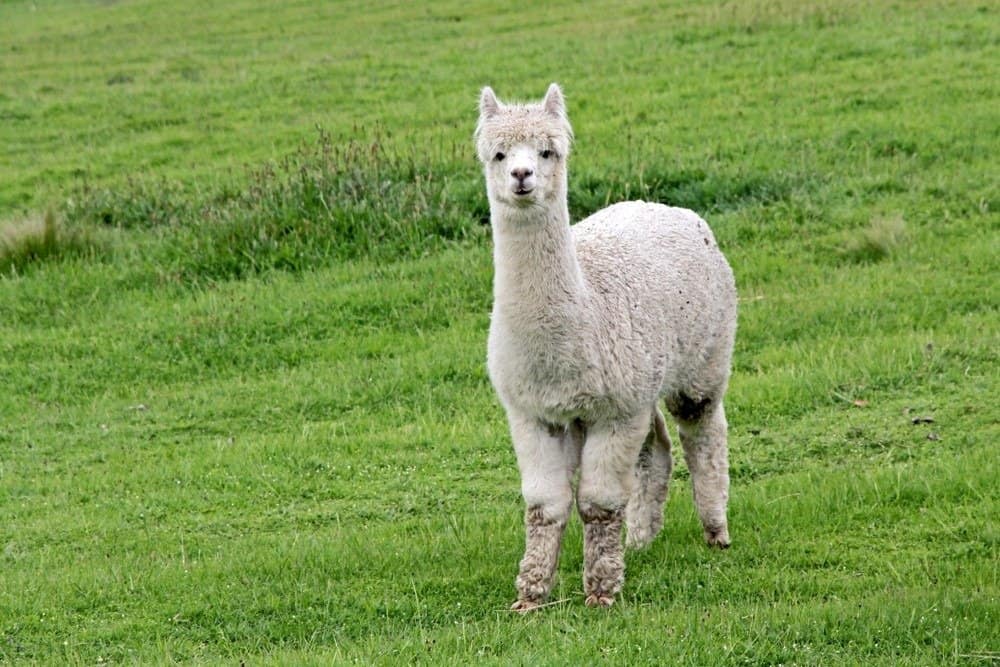 Carino Alpaca bianco con un sacco di lana su uno sfondo di erba verde lussureggiante