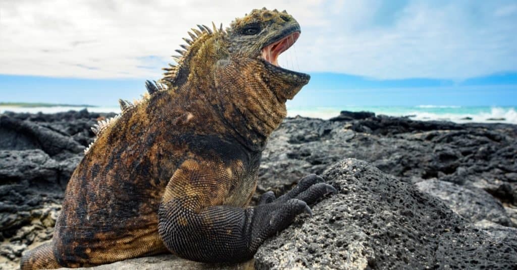 Iguana marina, Amblyrhyncus cristatus nelle isole Galapagos