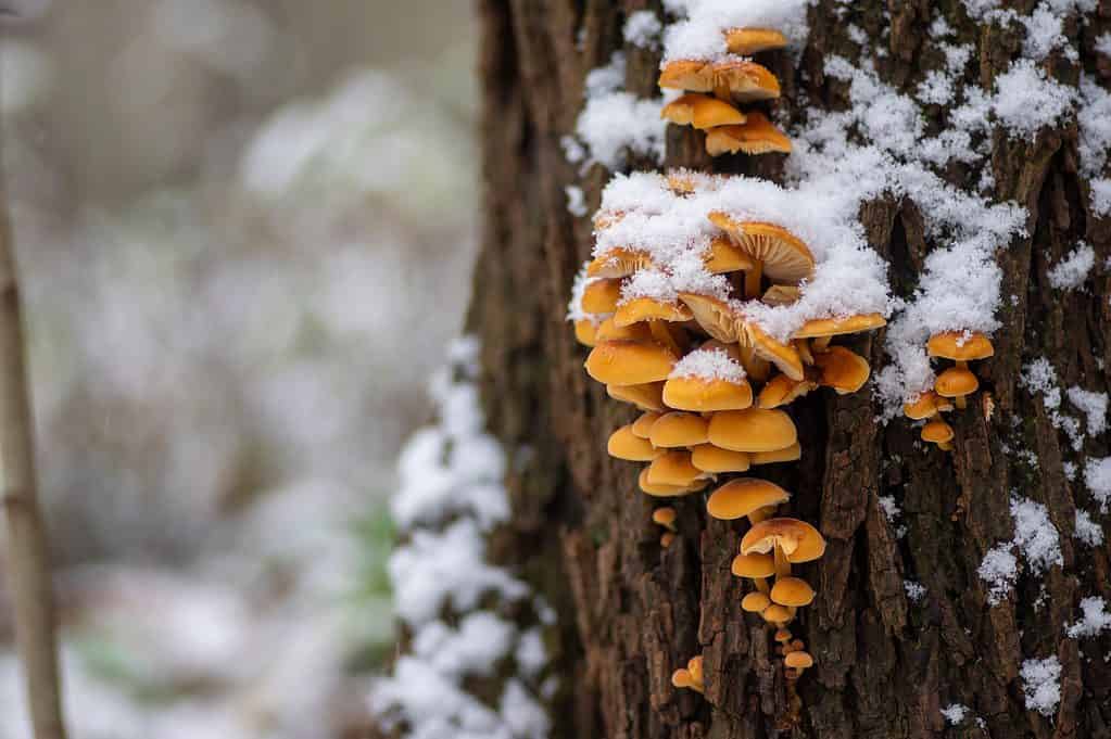 Flammulina velutipes fungo su tronco di legno su corteccia scura nella foresta durante la stagione invernale ricoperta di neve
