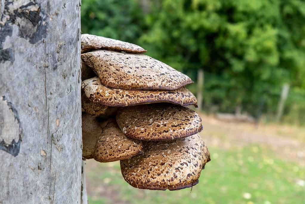 Vista ravvicinata di strati di Dryad's Saddle fungo (Polyporus squamosus) sul lato di un palo di legno con lo sfondo verde fuori fuoco