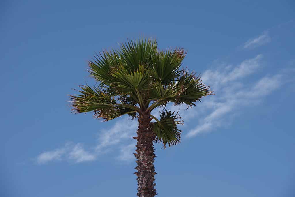 Man mano che la palma a ventaglio della California matura, le foglie che muoiono pendono contro il tronco.