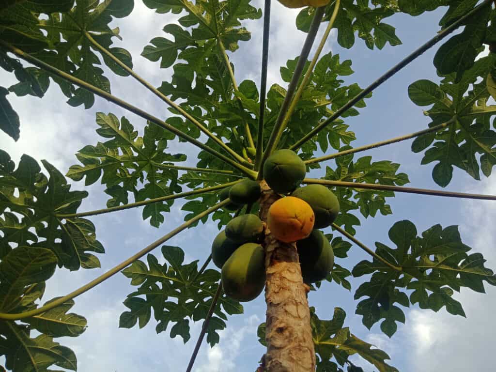Albero di papaia con frutta
