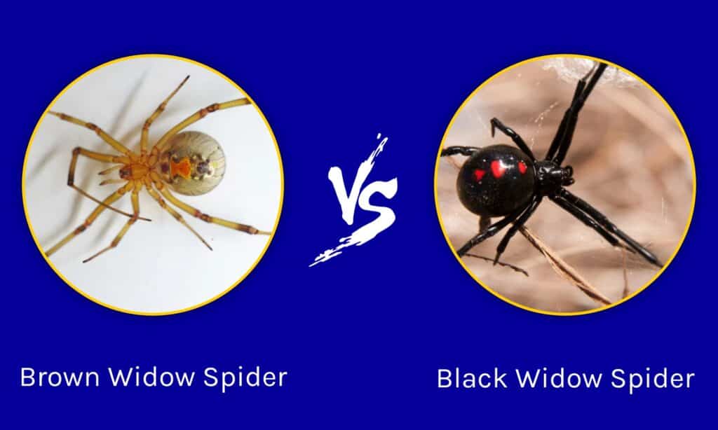 ragno vedova marrone vs ragno vedova nera