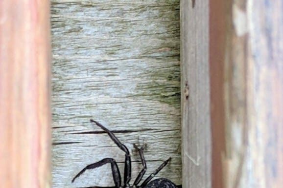 Utah Crab Spider - Bassaniana Utahensis