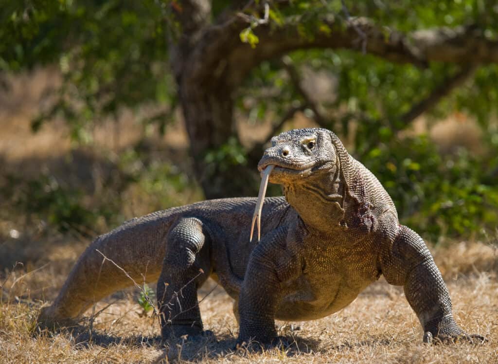 Il drago di Komodo è a terra.