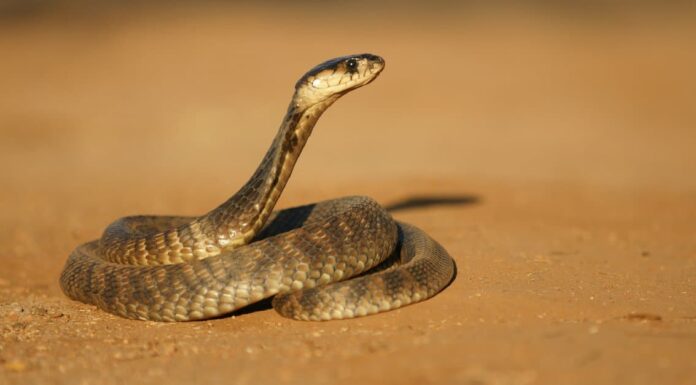 10 serpenti in Egitto
