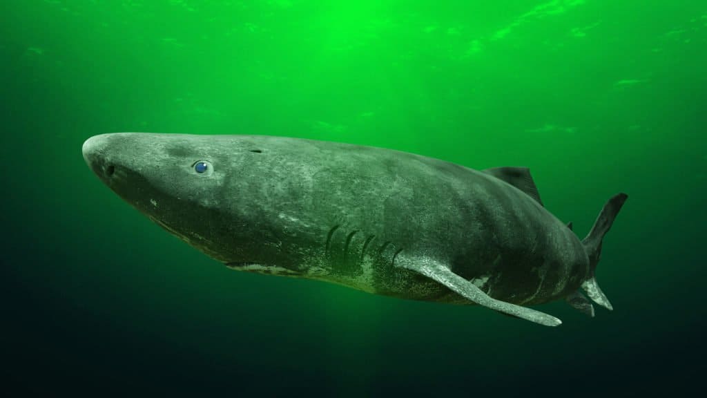 Cosa mangiano gli squali della Groenlandia - Squalo della Groenlandia sott'acqua