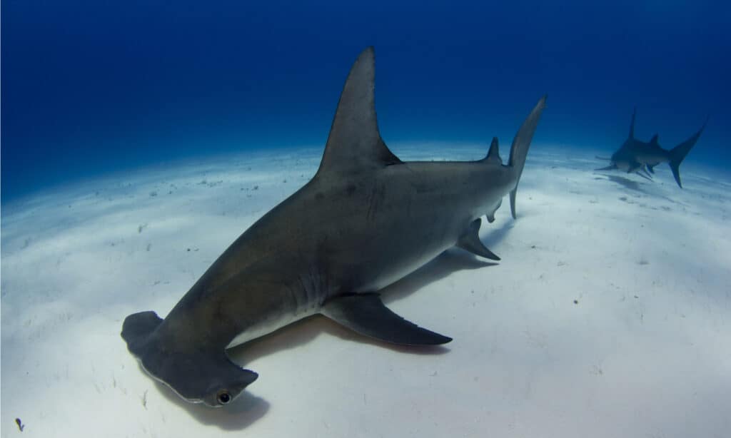 I grandi squali martello possono raggiungere una lunghezza di 20 piedi e possono pesare fino a 1.280 libbre.