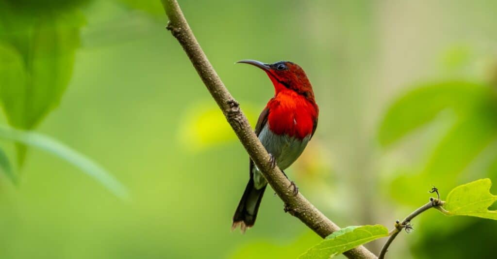 Uccelli rossi: Crimson Sunbird