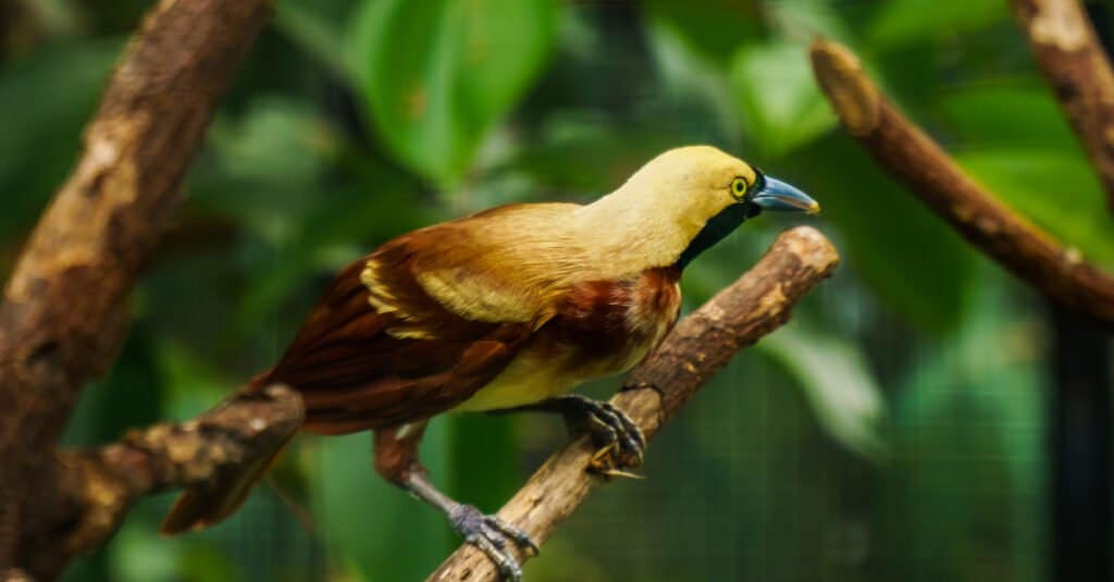 Uccelli con i nomi più fighi: l'Imperatore Uccello del Paradiso