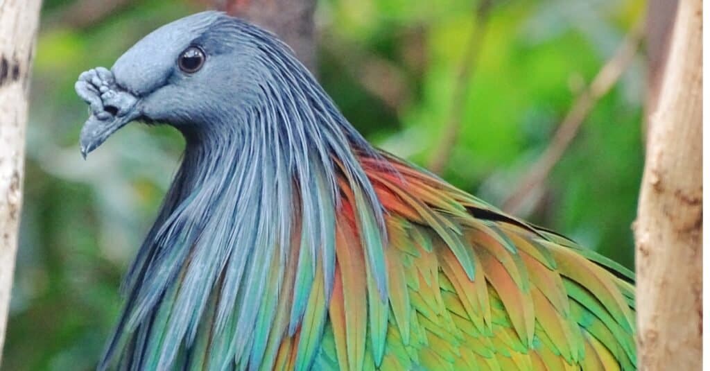Gli uccelli con le piume più colorate: il piccione delle Nicobare