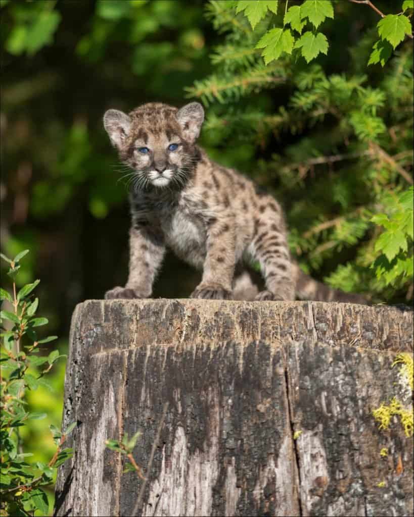 Cucciolo di leone di montagna del bambino su un ceppo