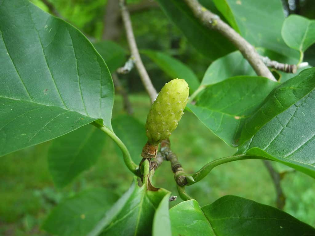 Cetriolo (Magnolia acuminata)