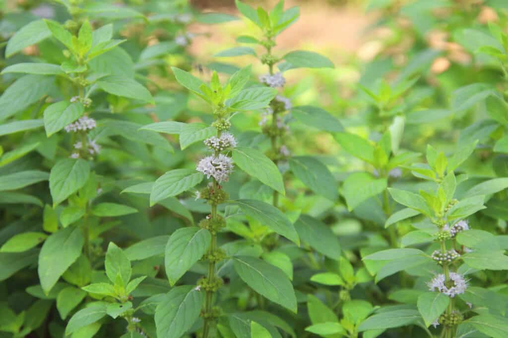 Pianta di mentuccia La pianta di mentuccia è una pianta fiorita con un odore di menta.