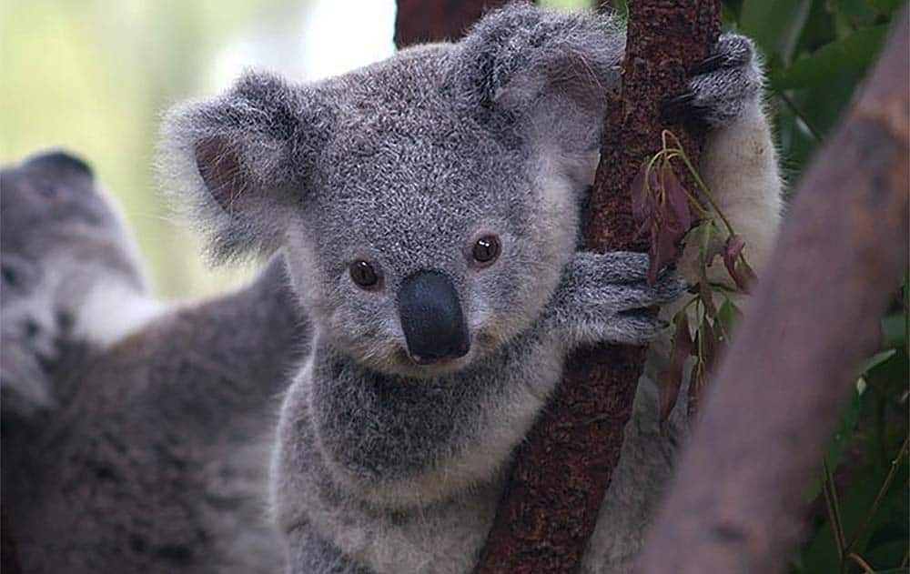 L'orso Koala si appende al ramo per fatti divertenti sugli animali